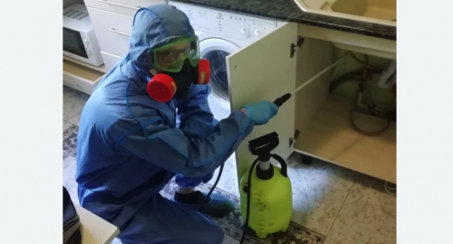 Уничтожение муравьев в квартире. Багратионовск
