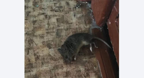 Дезинфекция от мышей в Багратионовске