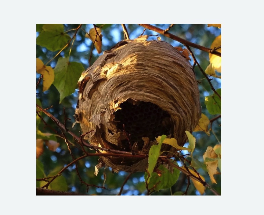 Обработка от шершней в Багратионовске