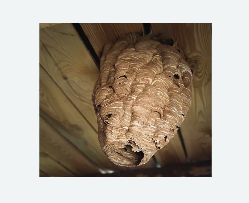 обработка от шершней в Багратионовске