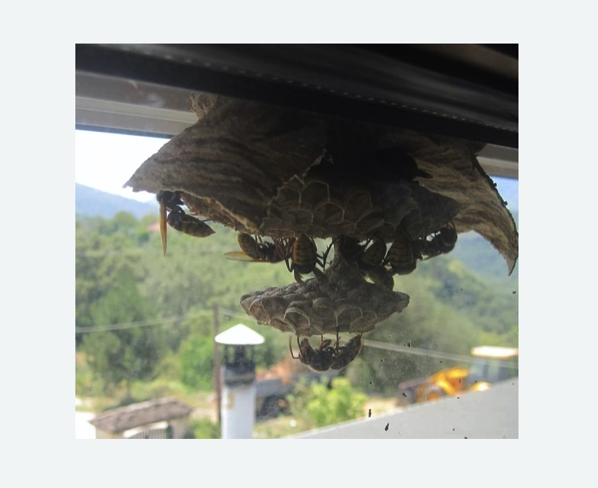 Уничтожение гнёзд шершней в Багратионовске