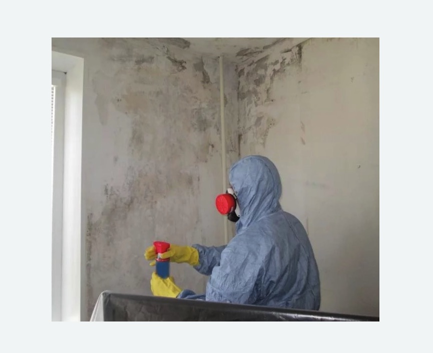 Удаление плесени в квартире в Багратионовске