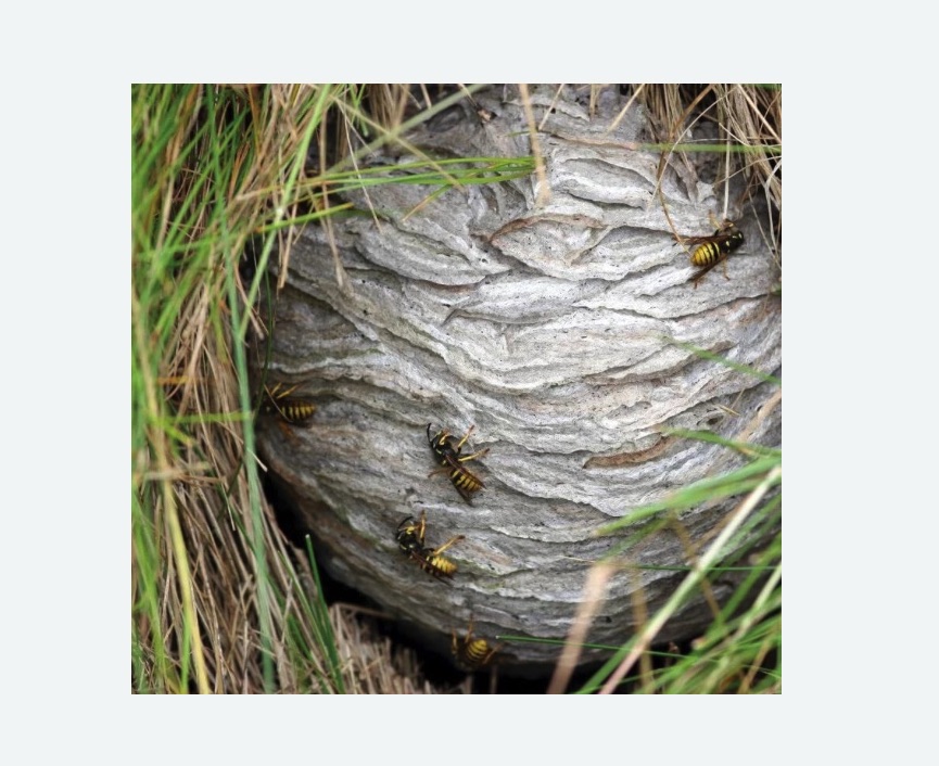 Уничтожение ос и ульев Уничтожение ос и ульев в Багратионовске